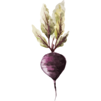 chef-pieter-beet