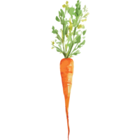 chef-pieter-carrot