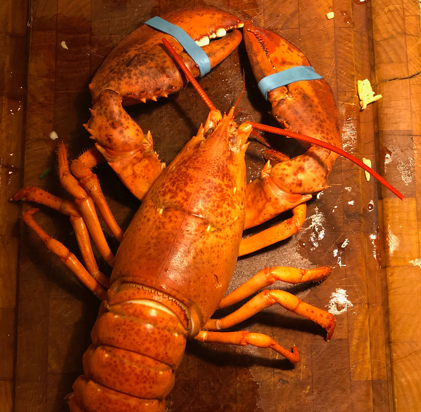 lobster